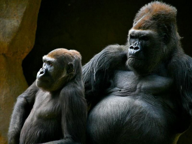 Обои картинки фото животные, обезьяны