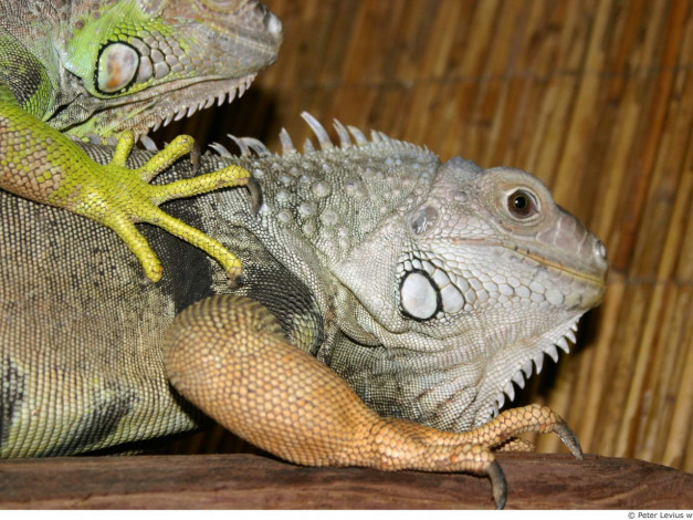 Обои картинки фото животные, Ящерицы, игуаны, вараны