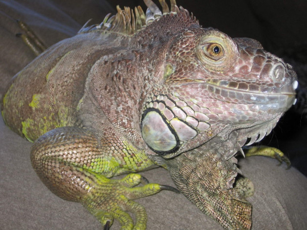 Обои картинки фото животные, Ящерицы, игуаны, вараны