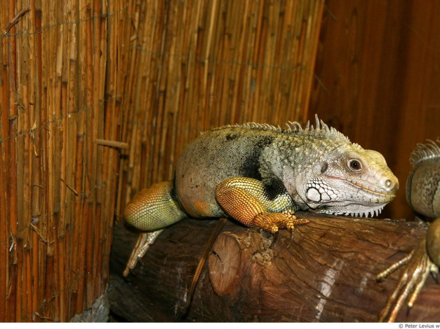 Обои картинки фото животные, Ящерицы, игуаны, вараны
