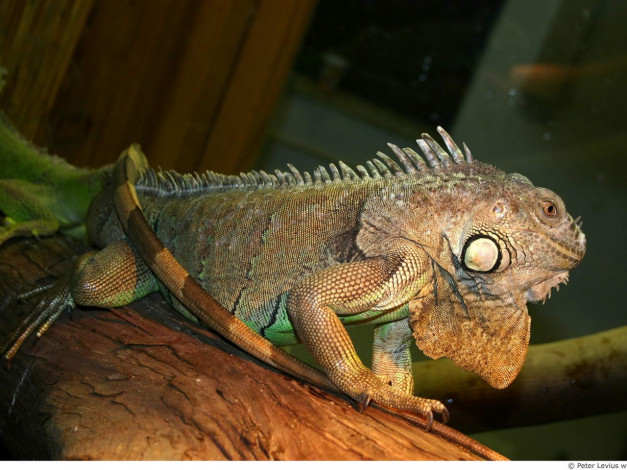 Обои картинки фото животные, Ящерицы, игуаны, вараны