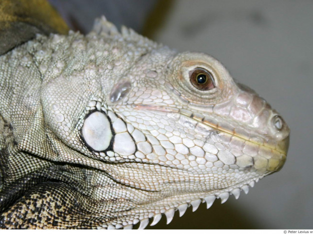 Обои картинки фото животные, Ящерицы, игуаны, вараны