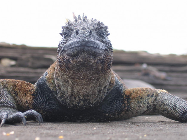 Обои картинки фото животные, Ящерицы, игуаны, вараны
