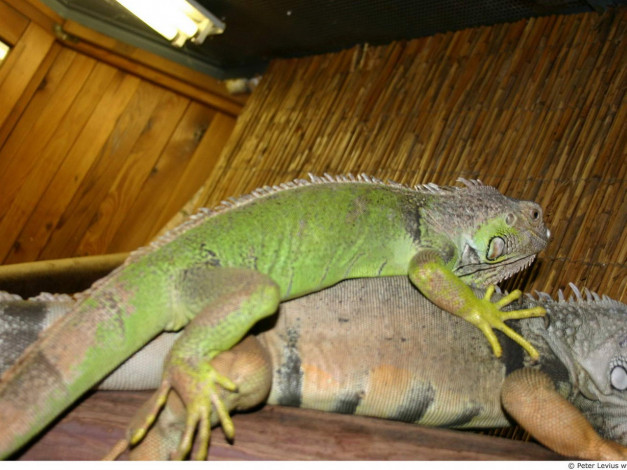 Обои картинки фото животные, Ящерицы, игуаны, вараны