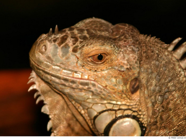 Обои картинки фото животные, Ящерицы, игуаны, вараны