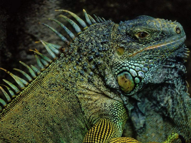 Обои картинки фото животные, Ящерицы, игуаны, вараны