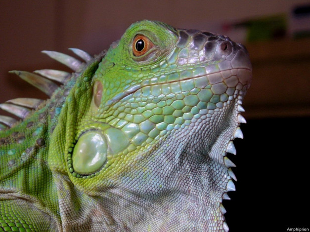 Обои картинки фото животные, Ящерицы, игуаны, вараны