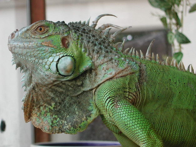 Обои картинки фото животные, Ящерицы, игуаны, вараны