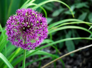 Картинка цветы аллиум декоративный лук