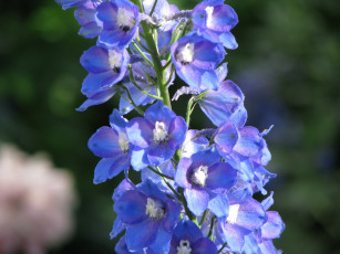 Картинка цветы дельфиниум