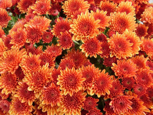 Картинка цветы хризантемы