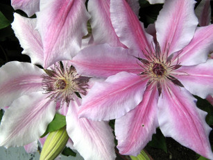 Картинка цветы клематис ломонос