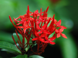 Картинка цветы клеродендрумы