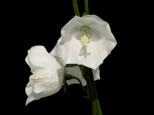 Картинка цветы колокольчики