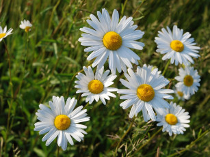 Картинка цветы ромашки