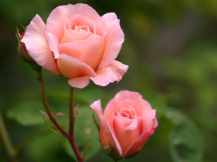 Картинка цветы розы