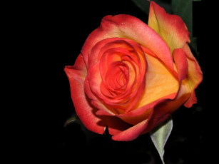 Картинка цветы розы