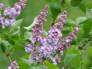 Картинка цветы сирень