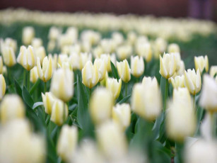 Картинка цветы тюльпаны