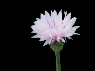 Картинка цветы васильки