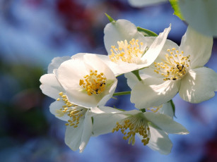 Картинка цветы жасмин