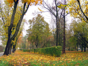 Картинка природа деревья