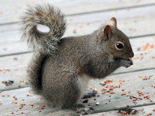 Картинка животные белки