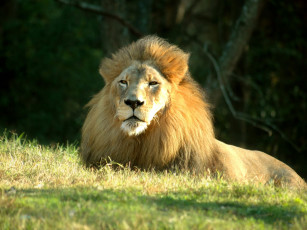 Картинка животные львы
