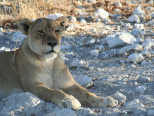 Картинка животные львы