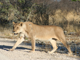 Картинка животные львы