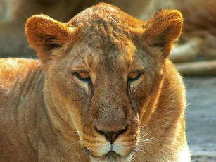 Картинка животные львы