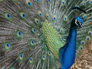 Картинка животные павлины