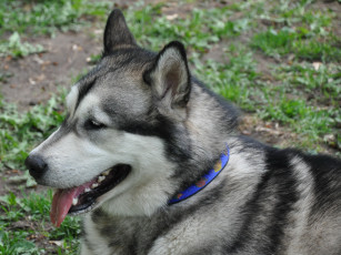 Картинка животные собаки