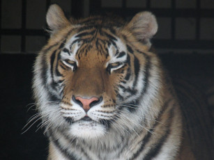 Картинка животные тигры