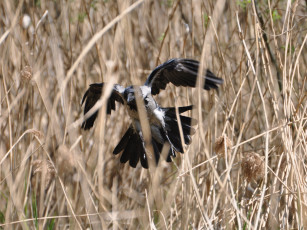 Картинка животные вороны грачи галки