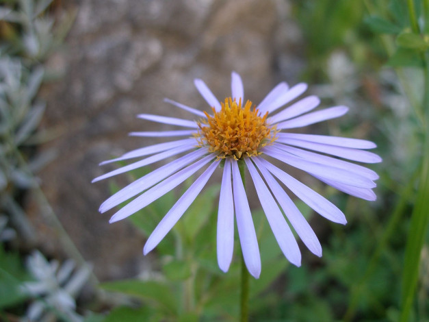 Обои картинки фото цветы, астры