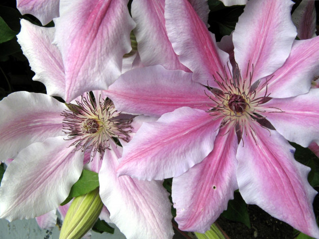 Обои картинки фото цветы, клематис, ломонос