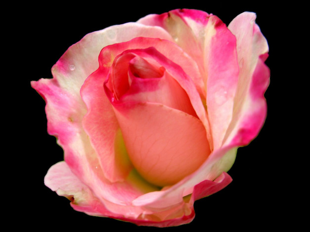 Обои картинки фото цветы, розы