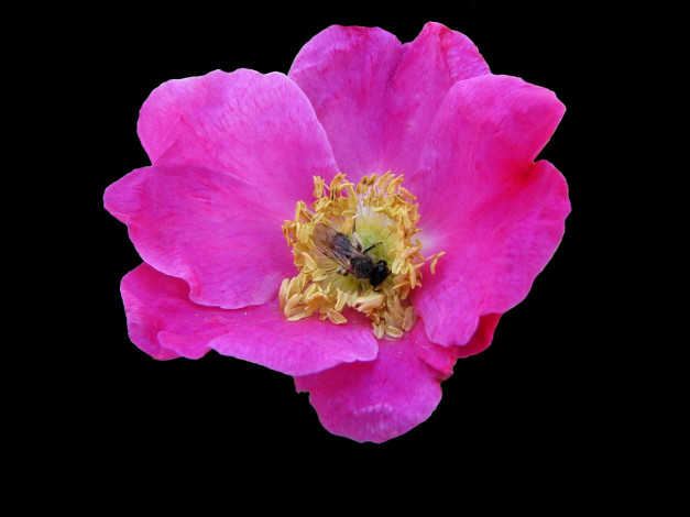 Обои картинки фото цветы, шиповник