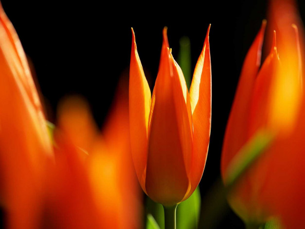 Обои картинки фото цветы, тюльпаны