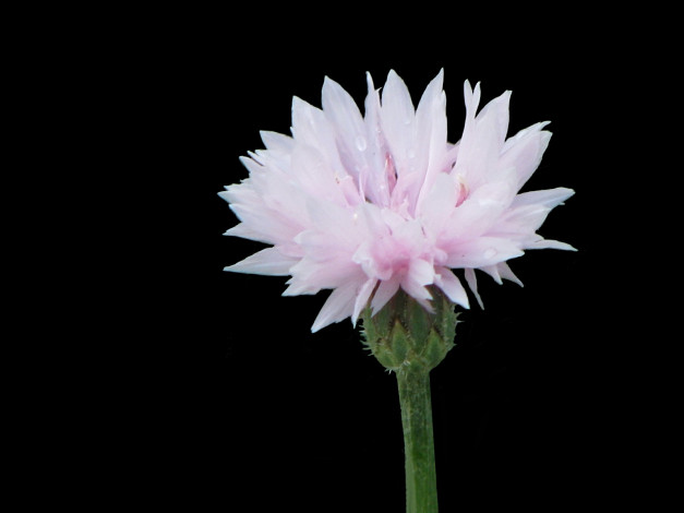 Обои картинки фото цветы, васильки