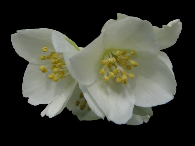 Обои картинки фото цветы, жасмин