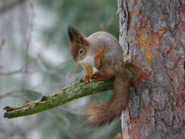 Обои картинки фото животные, белки