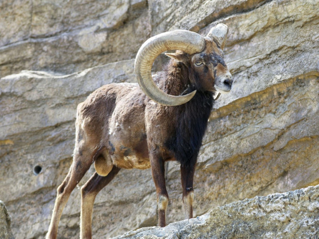 Обои картинки фото животные, овцы, бараны