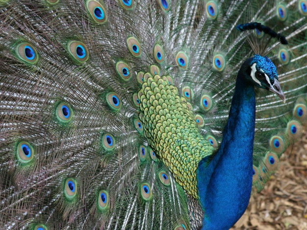 Обои картинки фото животные, павлины