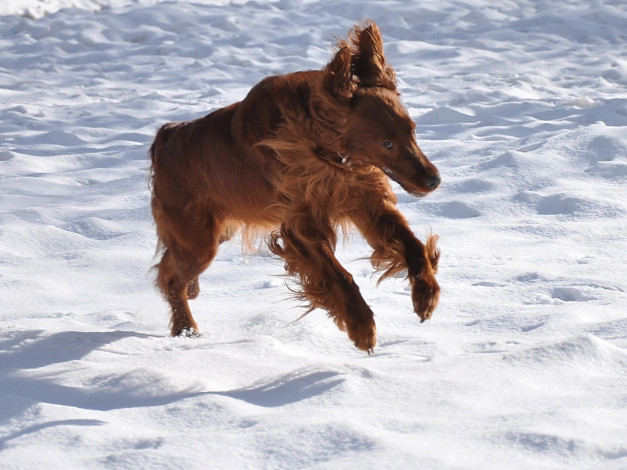 Обои картинки фото животные, собаки