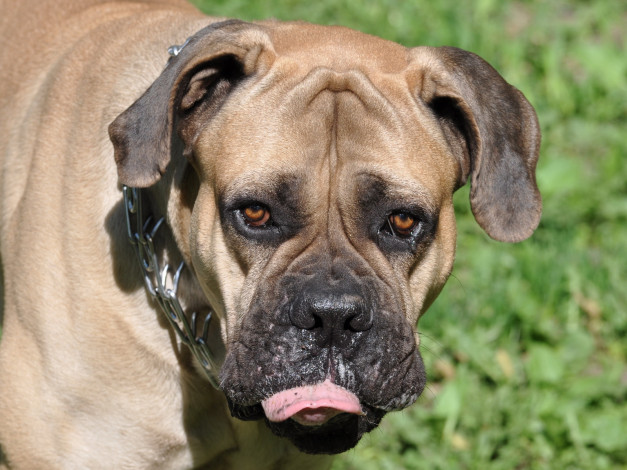 Обои картинки фото животные, собаки