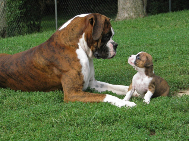 Обои картинки фото животные, собаки