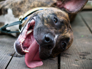 Картинка животные собаки питбуль