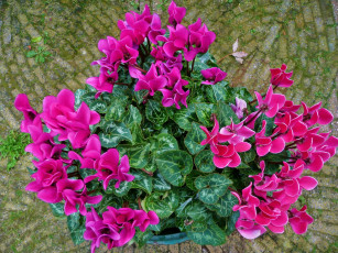 Картинка цикламен цветы цикламены розовые лепестки